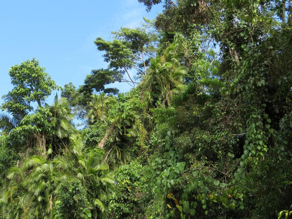 Daintree Rainforest Retreat Motel Εξωτερικό φωτογραφία