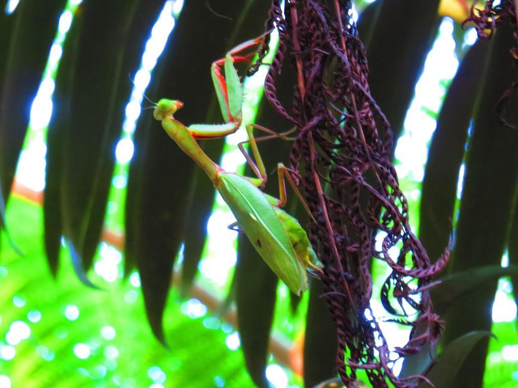 Daintree Rainforest Retreat Motel Εξωτερικό φωτογραφία