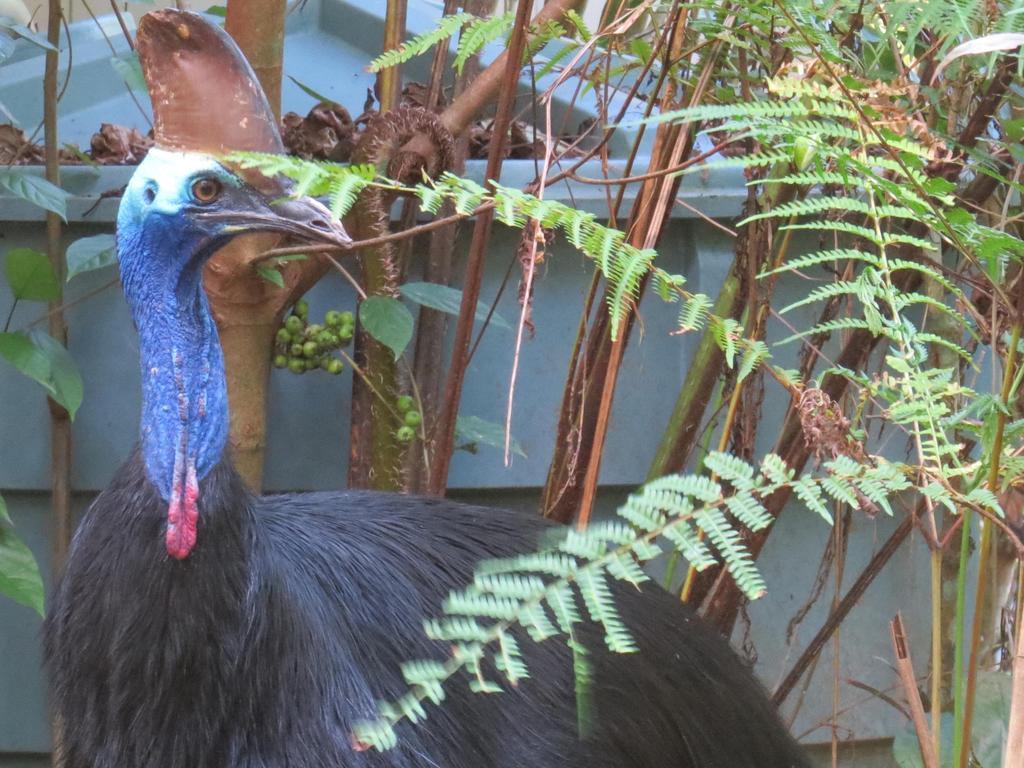 Daintree Rainforest Retreat Motel Εξωτερικό φωτογραφία