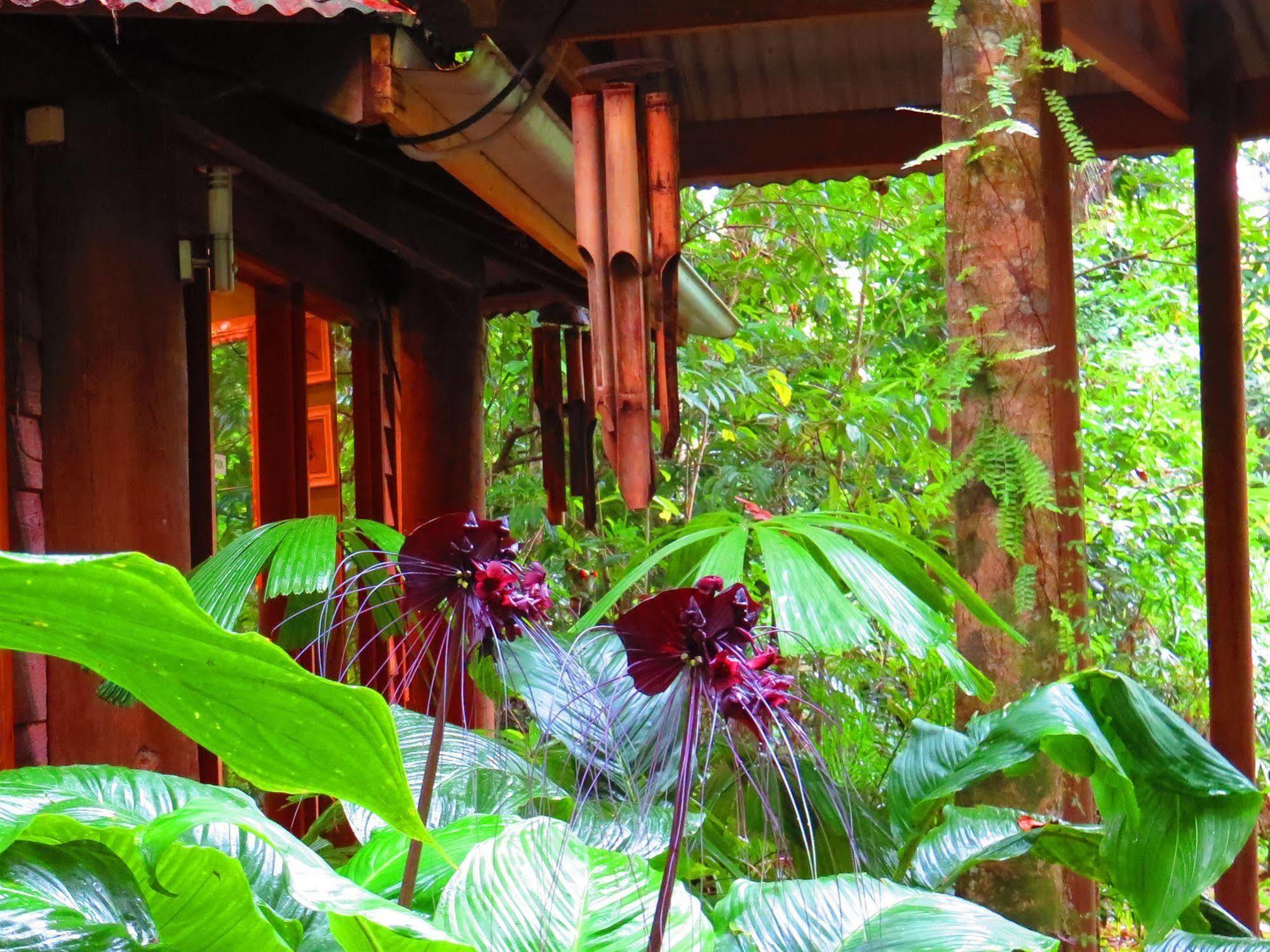Daintree Rainforest Retreat Motel Εξωτερικό φωτογραφία